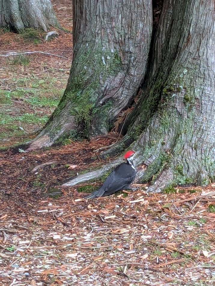 Kuzey Amerika Kara Ağaçkakanı - ML645909932