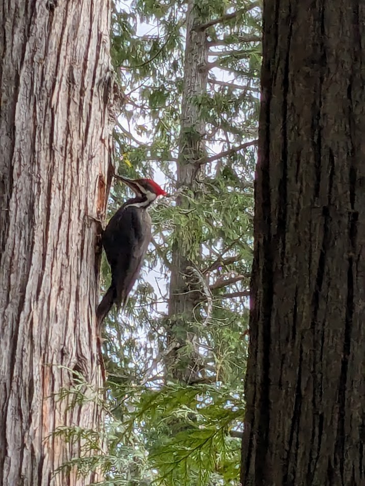 Kuzey Amerika Kara Ağaçkakanı - ML645909933