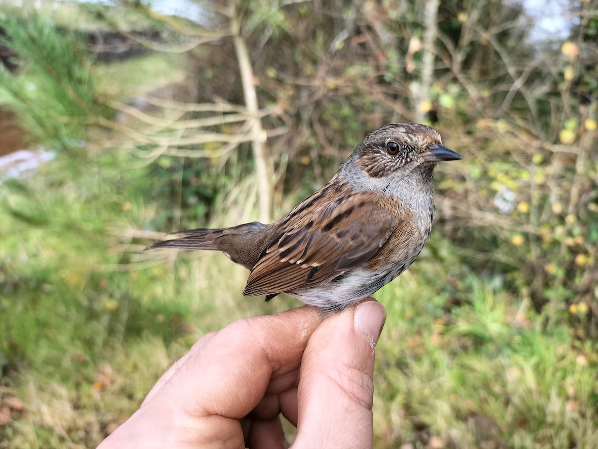 Dunnock - ML645909937