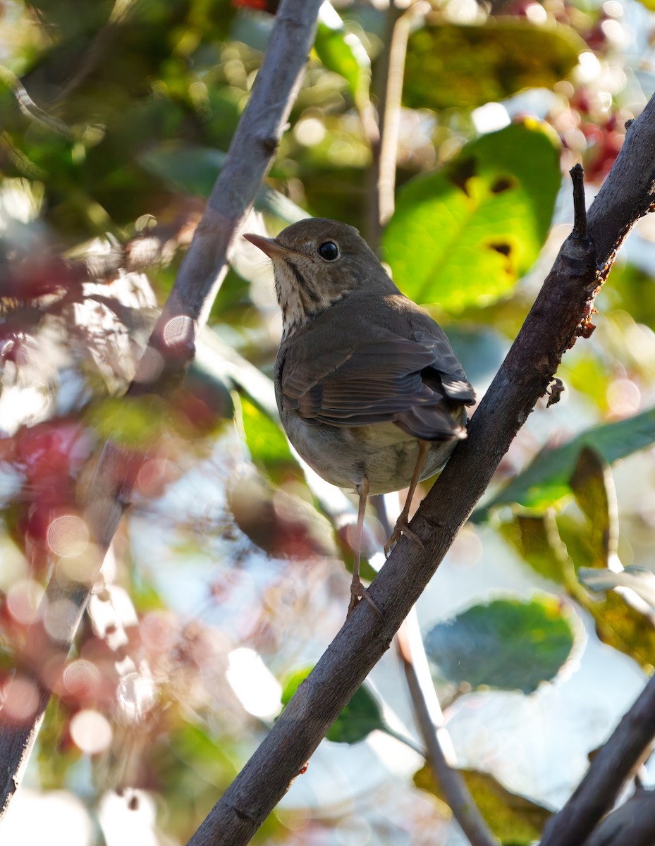 Hermit Thrush - ML645909939
