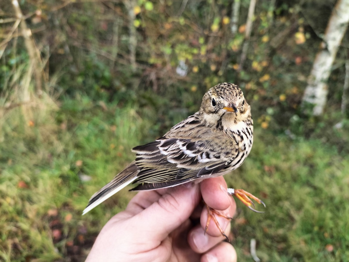 Meadow Pipit - ML645909947