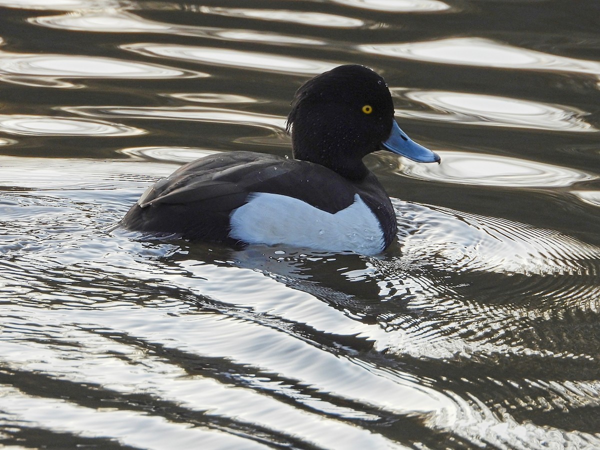 Tufted Duck - ML645909950