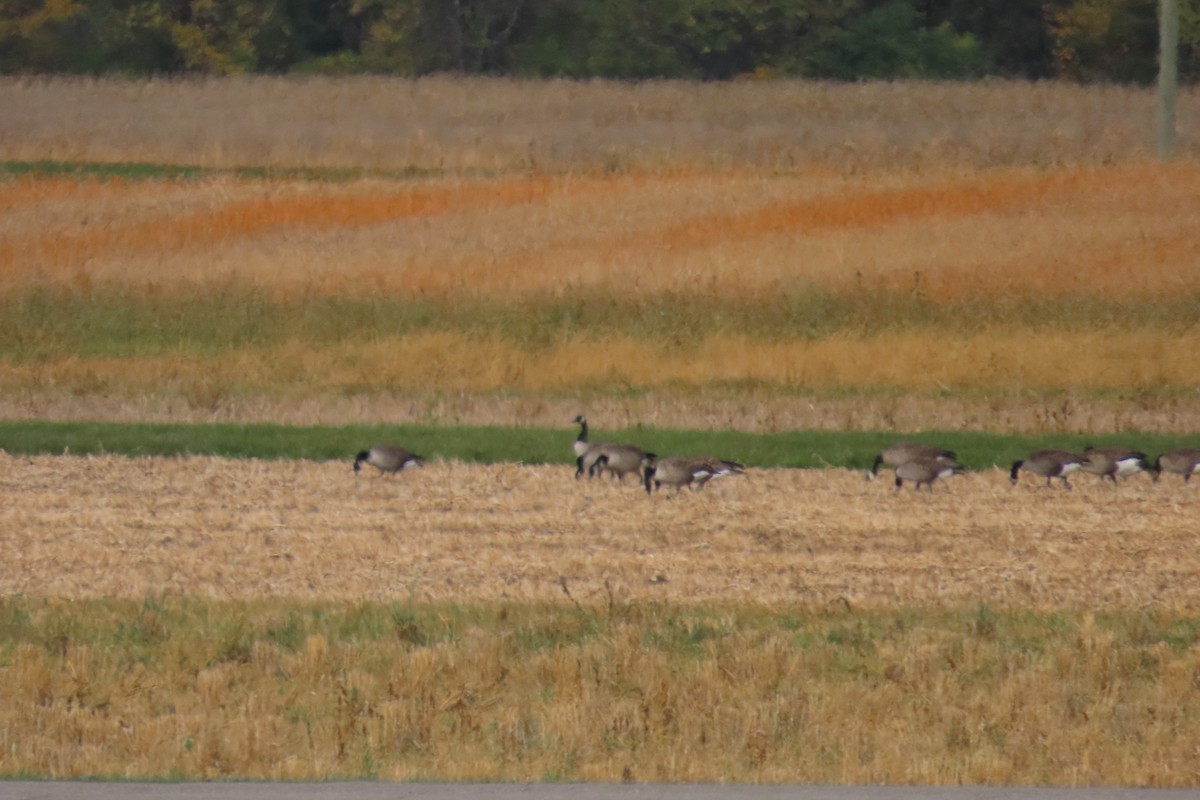 ברנטה קנדית - ML645909952