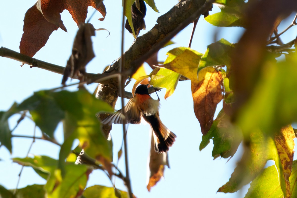 סבכון חכלילי - ML645909956