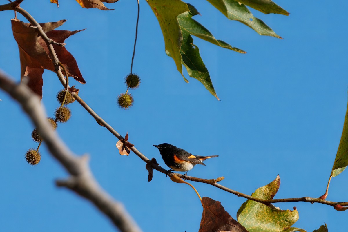 סבכון חכלילי - ML645909957