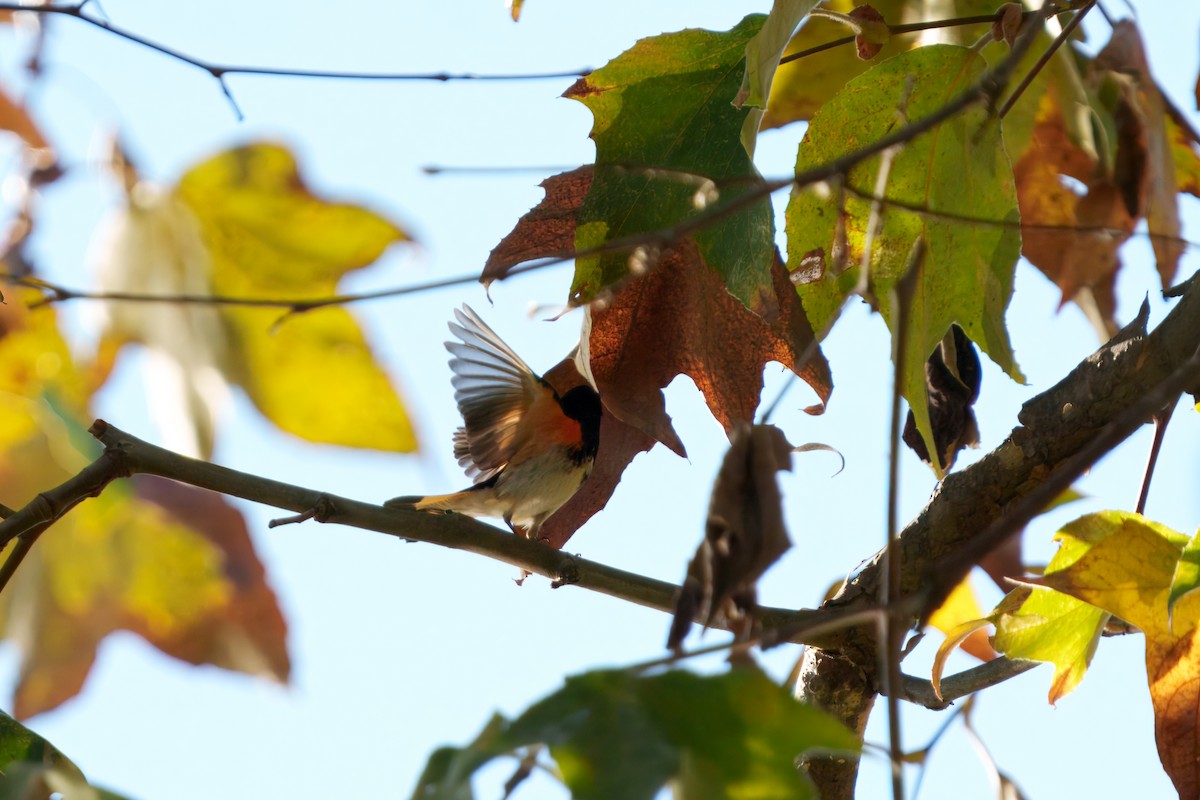 סבכון חכלילי - ML645909958