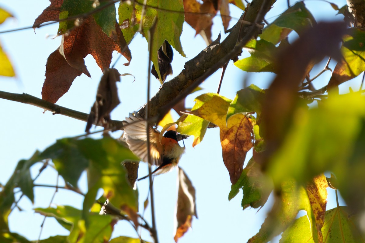 סבכון חכלילי - ML645909959