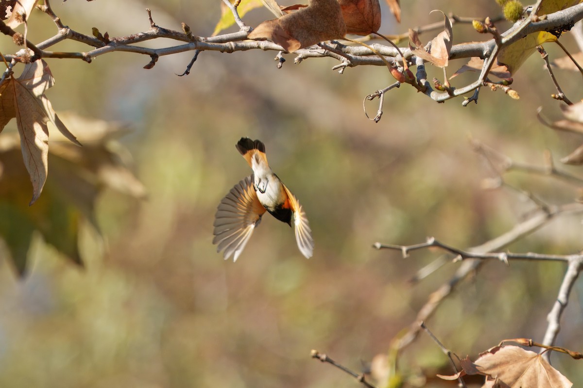 סבכון חכלילי - ML645909960