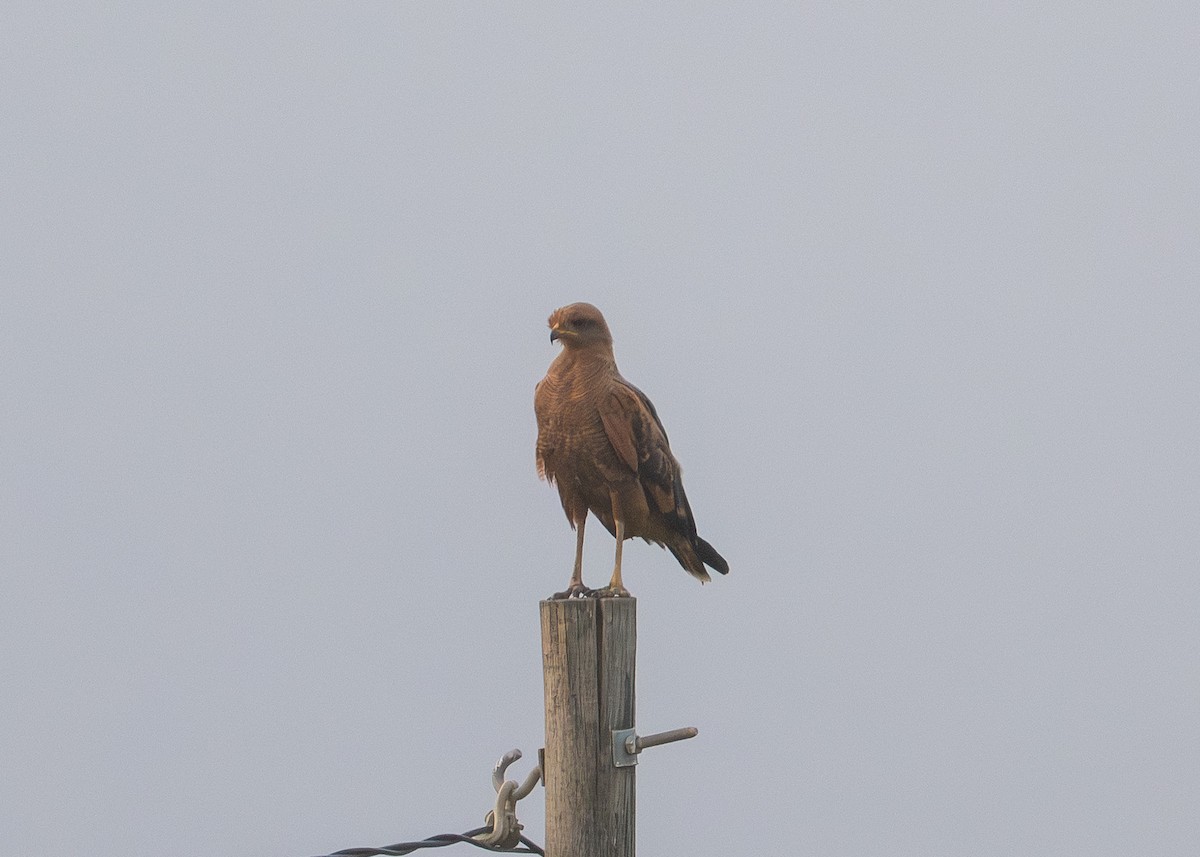 Саванный крабоед - ML645909964