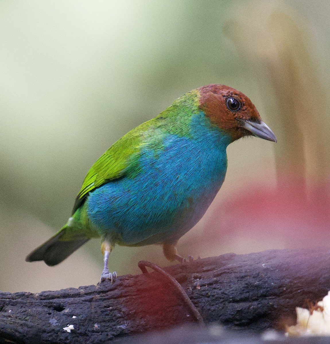 Bay-headed Tanager - ML645909967