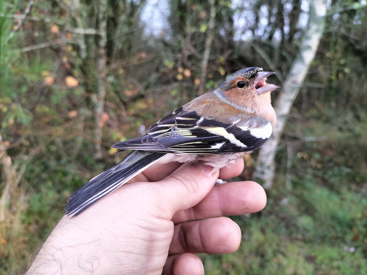 Common Chaffinch - ML645909969
