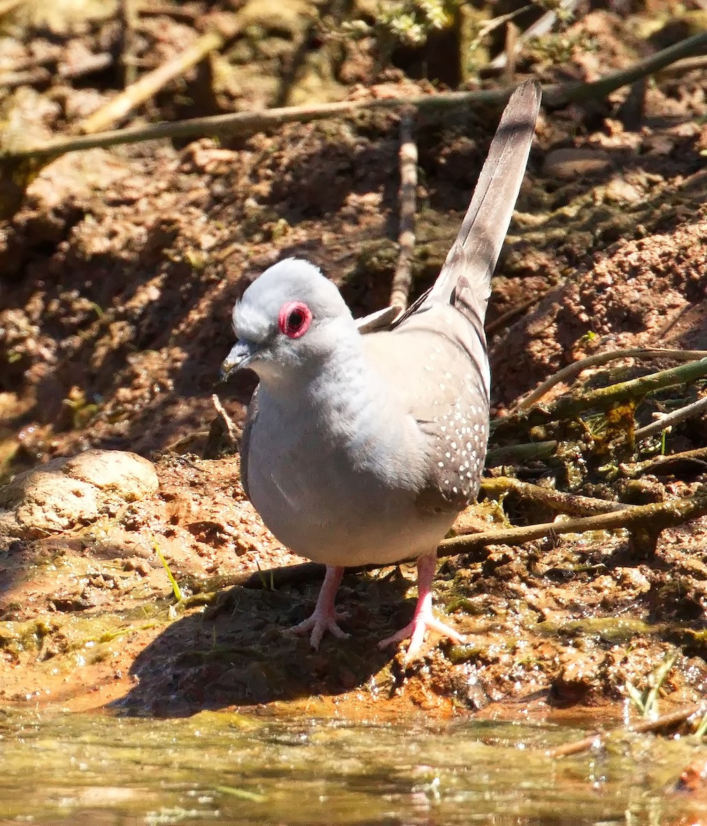 雪花姬地鳩 - ML645909971