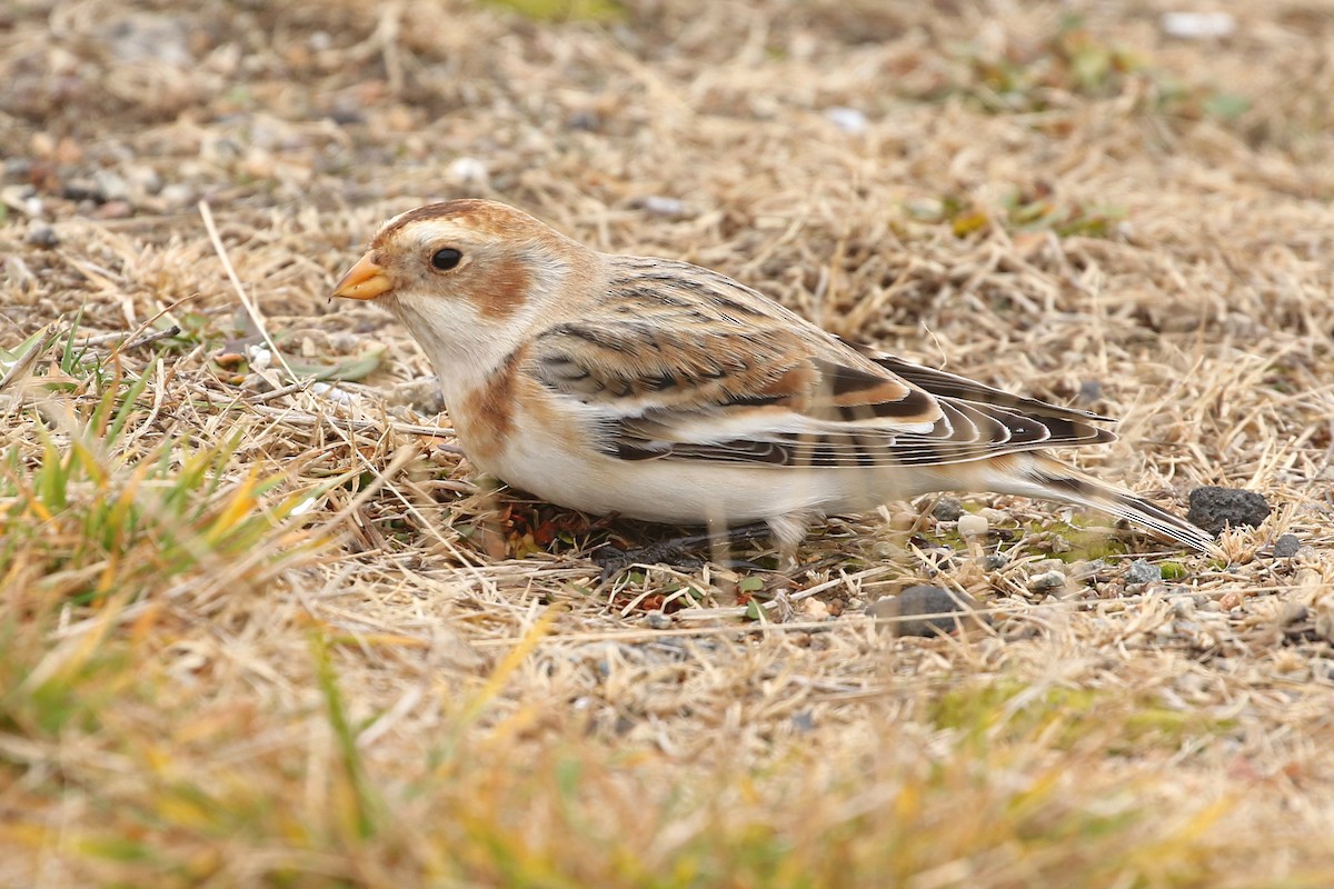 Snow Bunting - ML645909976
