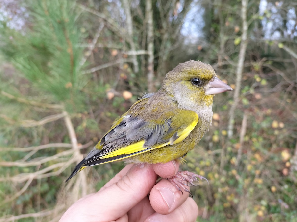 European Greenfinch - ML645909979