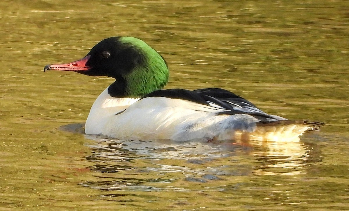 Common Merganser - ML645909989