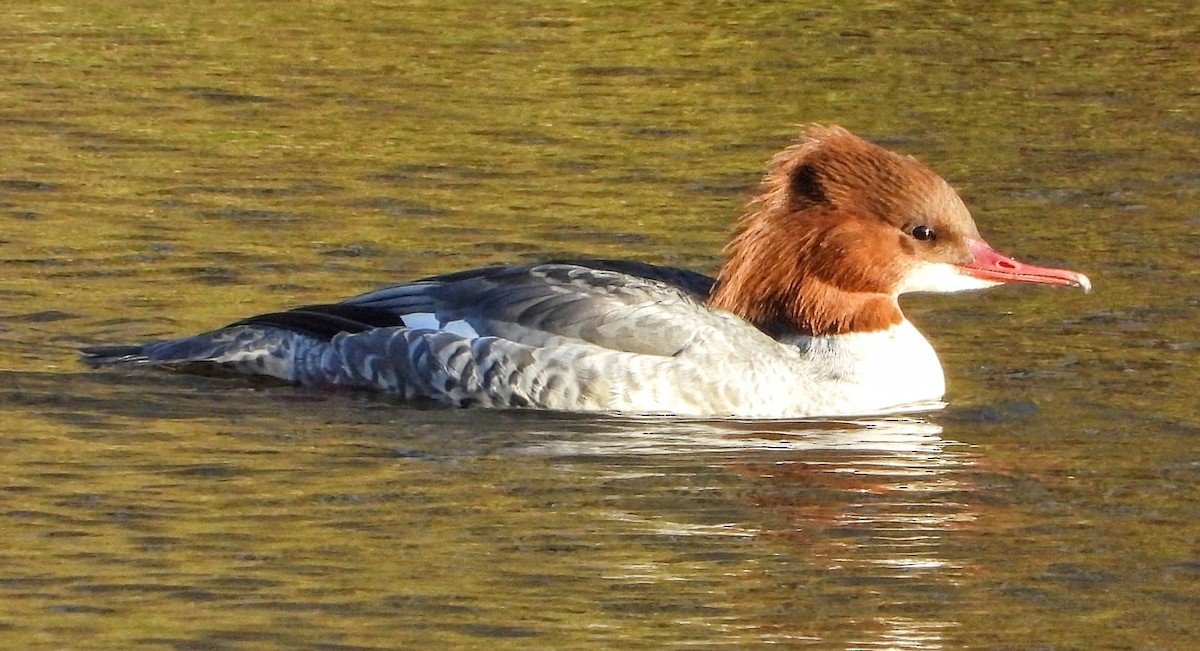Common Merganser - ML645909990