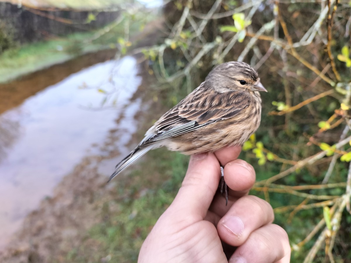 Eurasian Linnet - ML645909991