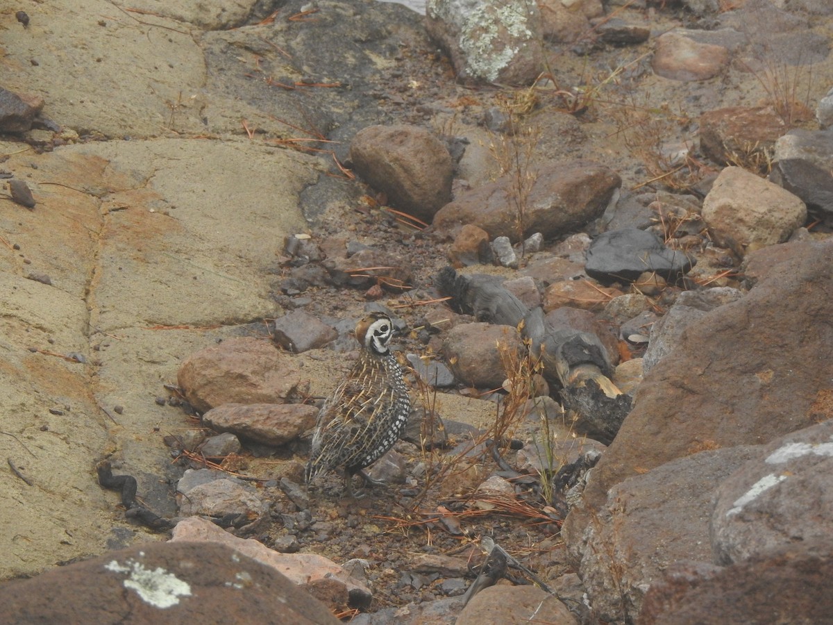 Montezuma Quail - ML645909995