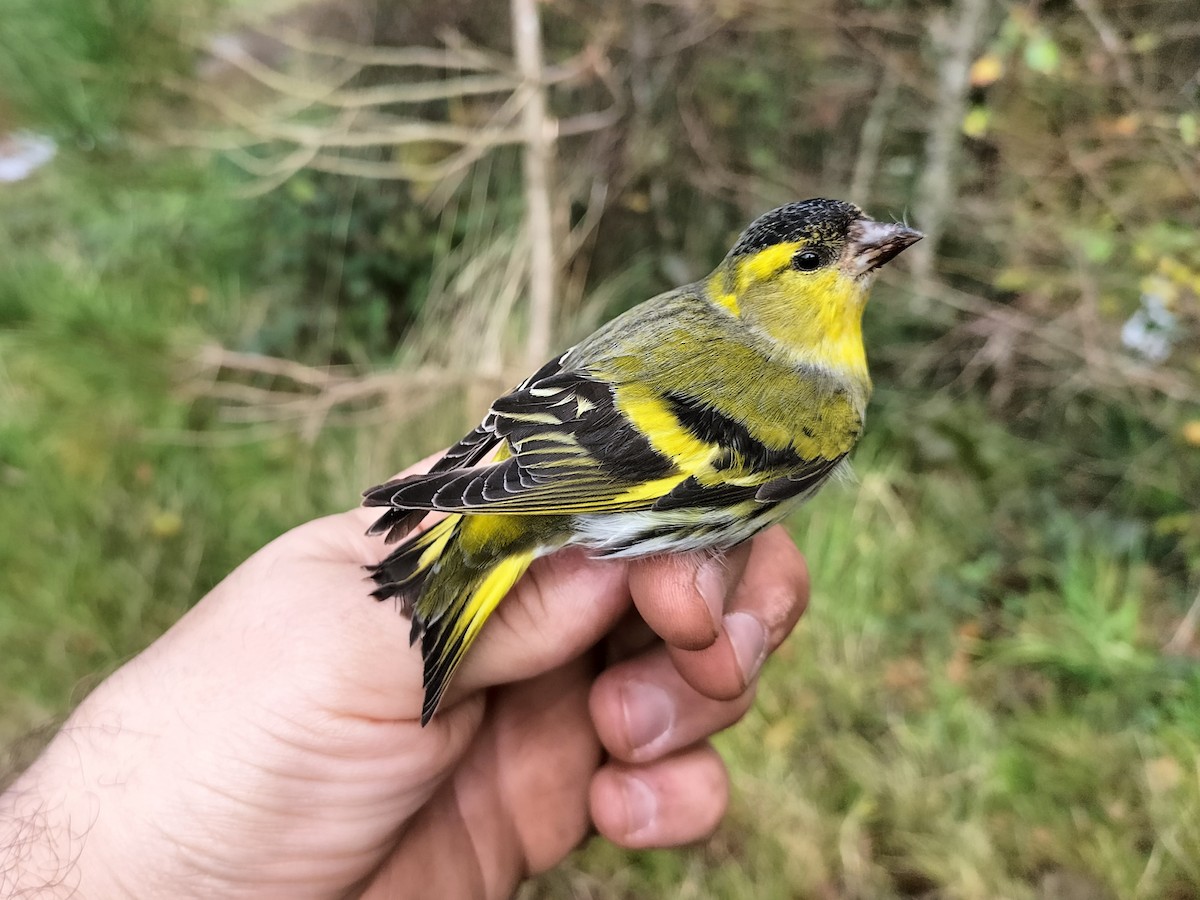 Eurasian Siskin - ML645910006