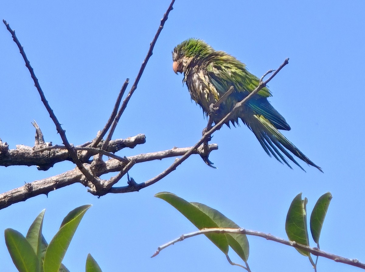 Калита сіроволий - ML645910008