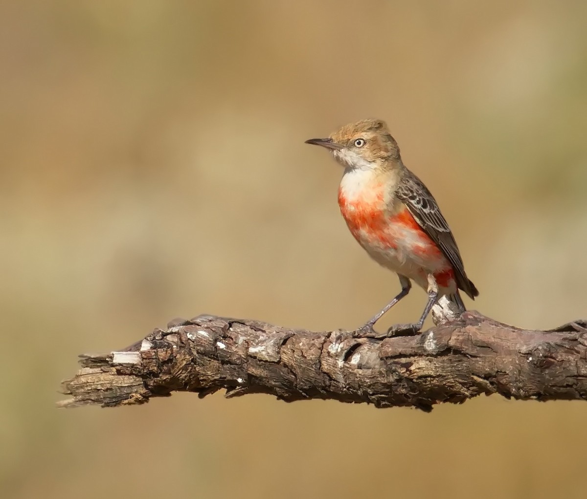 Crimson Chat - ML645910009