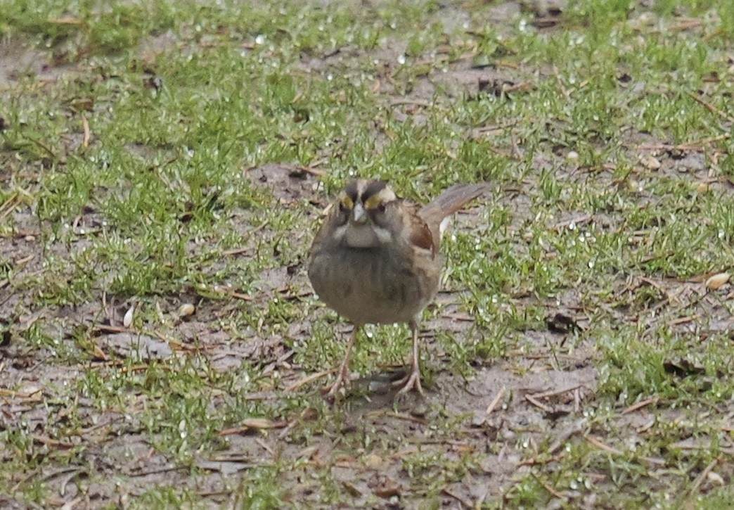 White-throated Sparrow - ML645910019