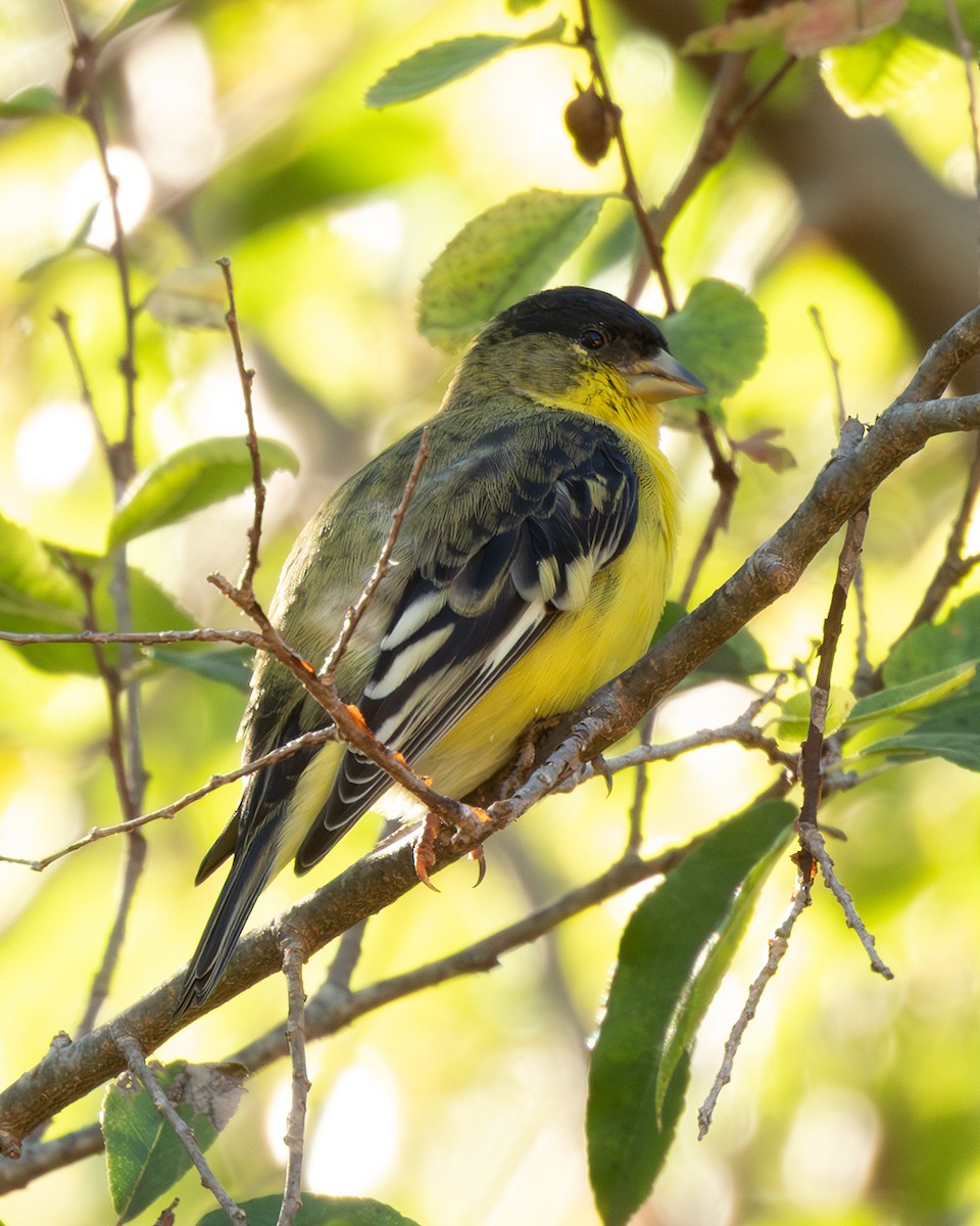 Lesser Goldfinch - ML645910021