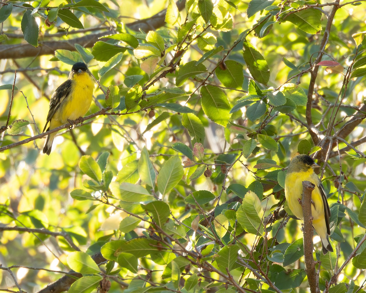 Lesser Goldfinch - ML645910022