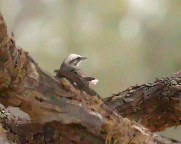 オーストラリアマルハシ - ML645910023