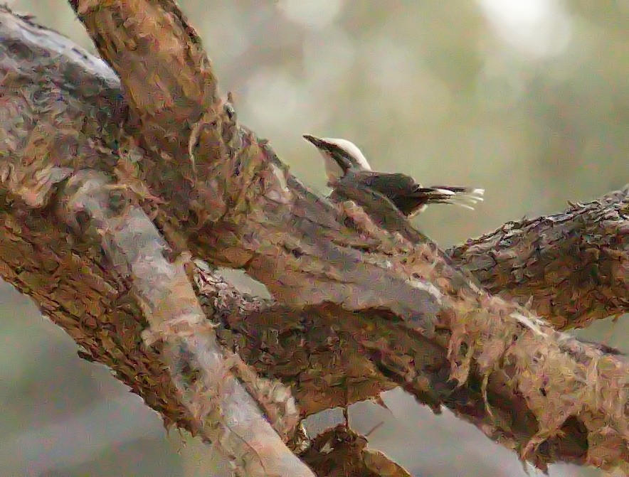 オーストラリアマルハシ - ML645910024