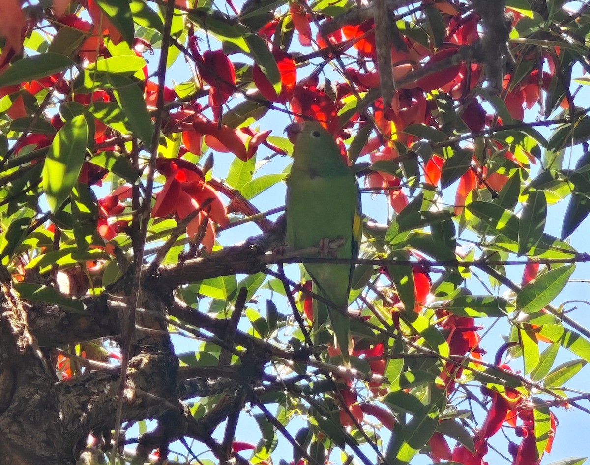 Gelbflügelsittich - ML645910025