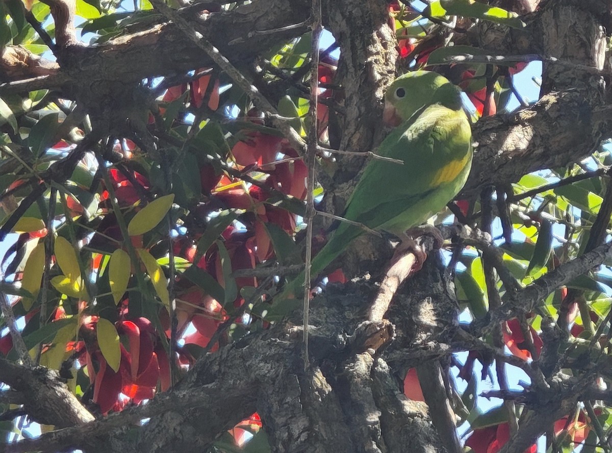 Yellow-chevroned Parakeet - ML645910026