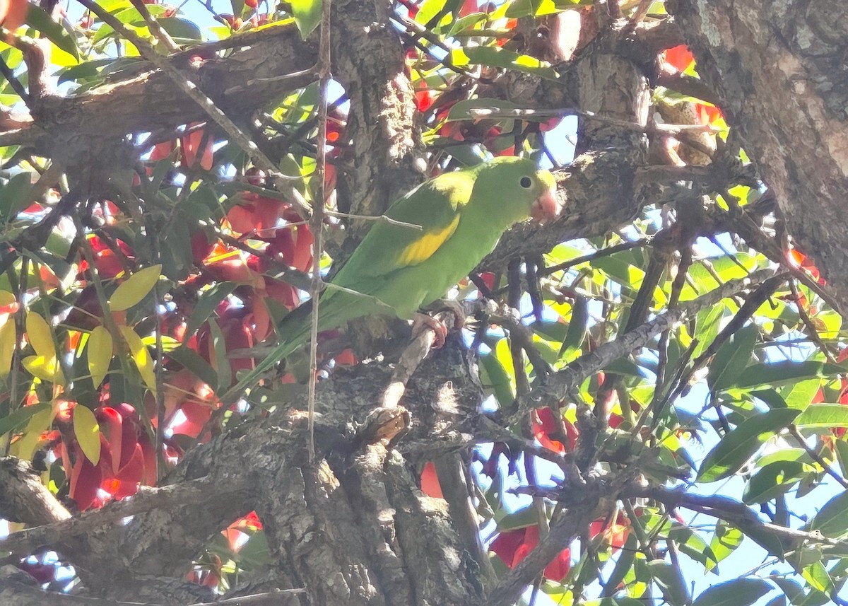 Yellow-chevroned Parakeet - ML645910027