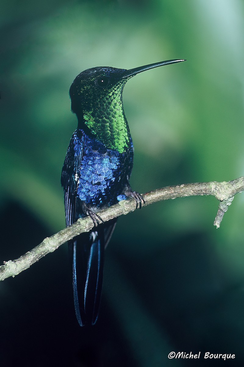 Crowned Woodnymph - ML645910040