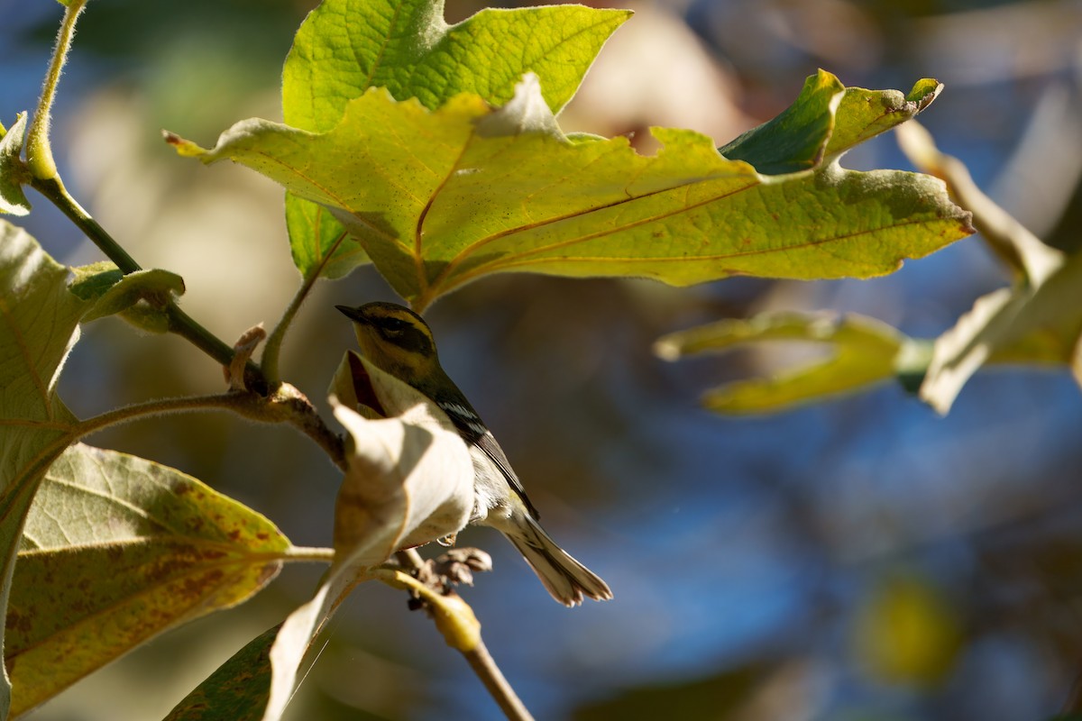 Townsend's Warbler - ML645910041