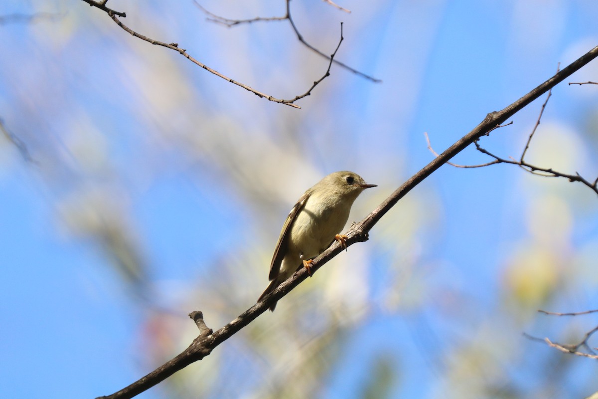 Erregetxo mottogorria - ML645910043