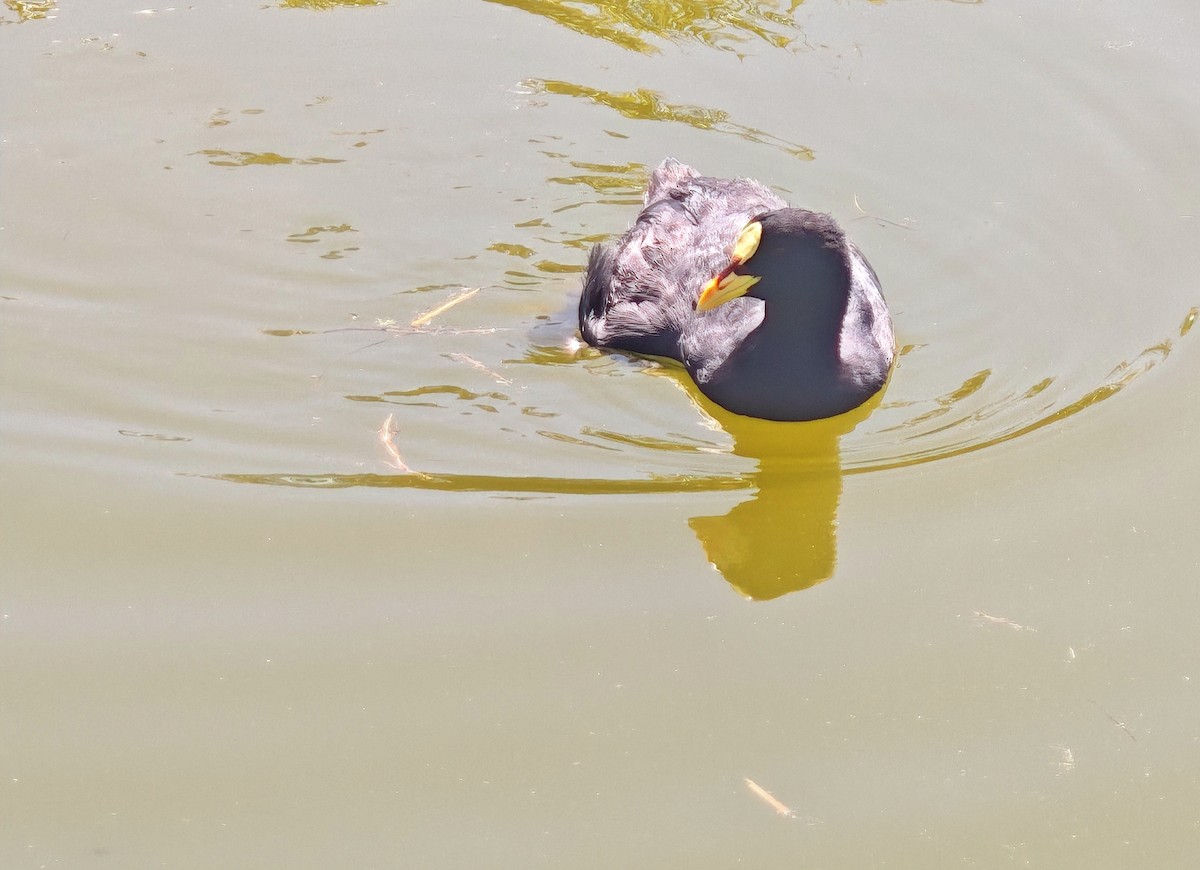 Red-gartered Coot - ML645910044