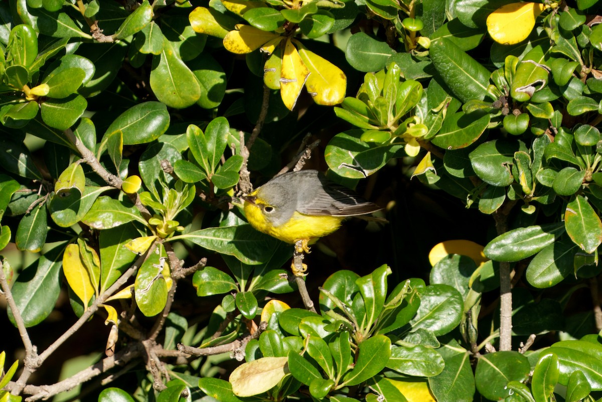 Canada Warbler - ML645910045