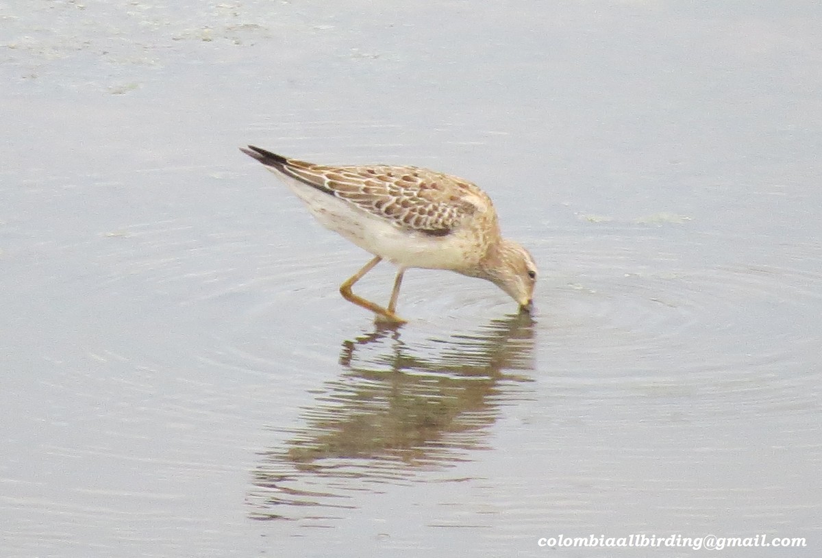 Txirri zankaluzea - ML645910046