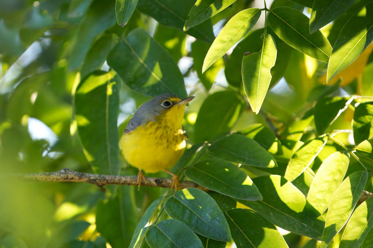 Canada Warbler - ML645910047