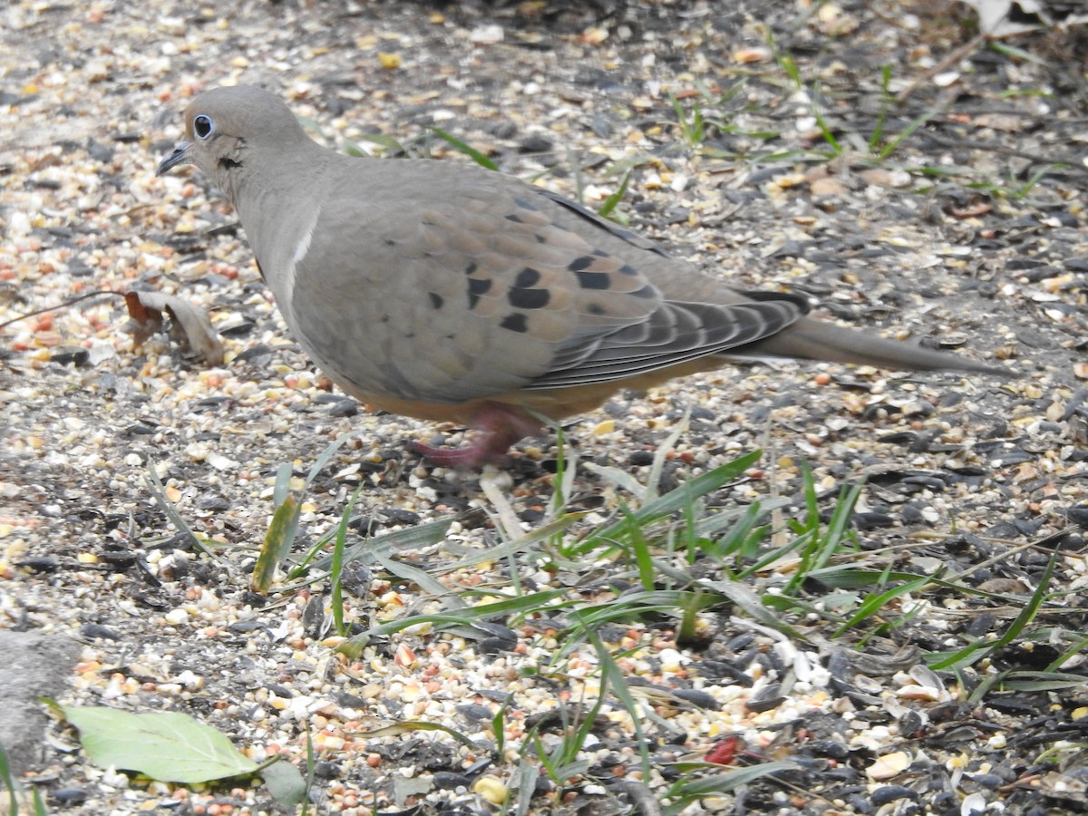 Zenaida arrunta - ML645910048