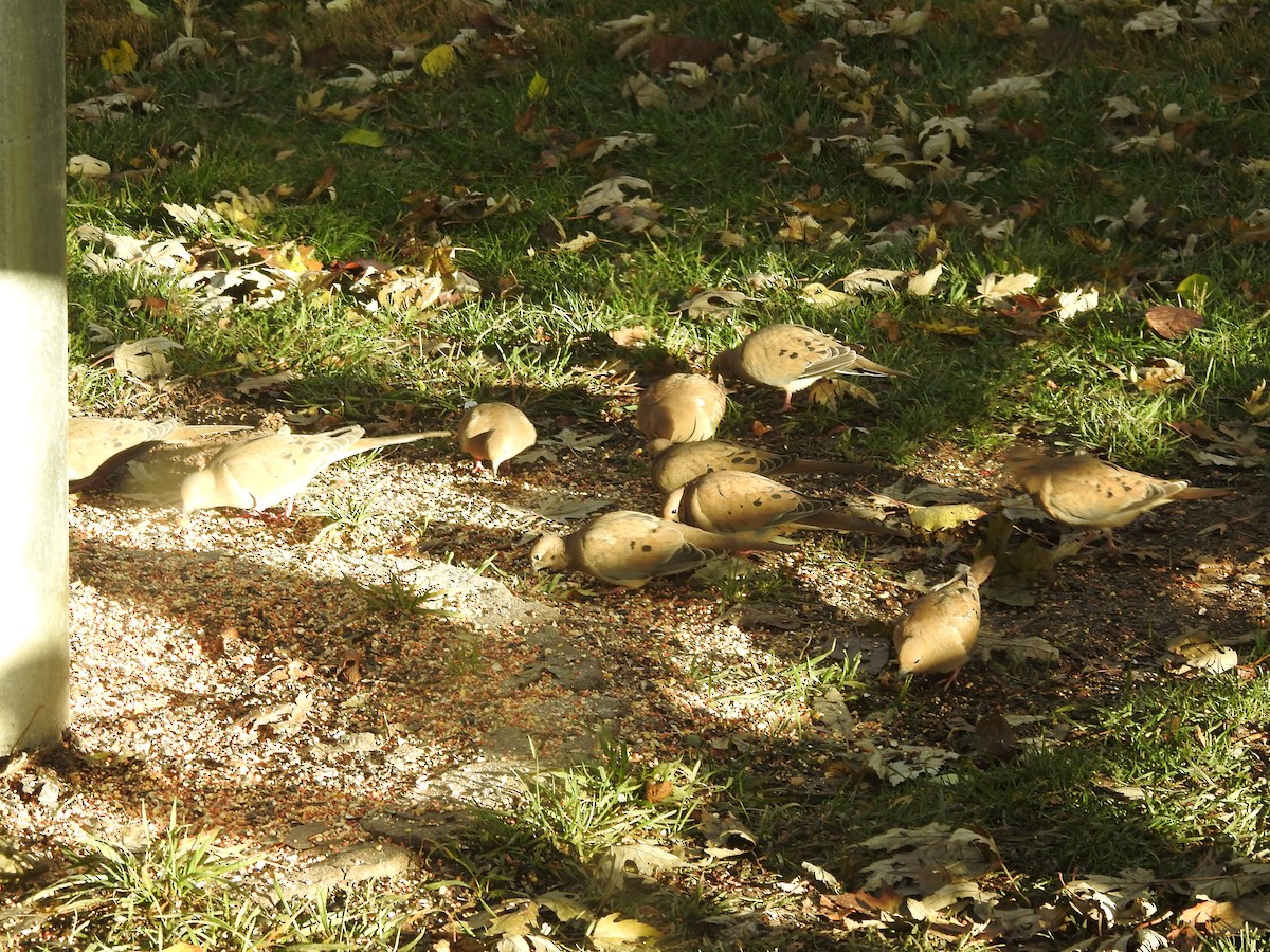 Zenaida arrunta - ML645910049