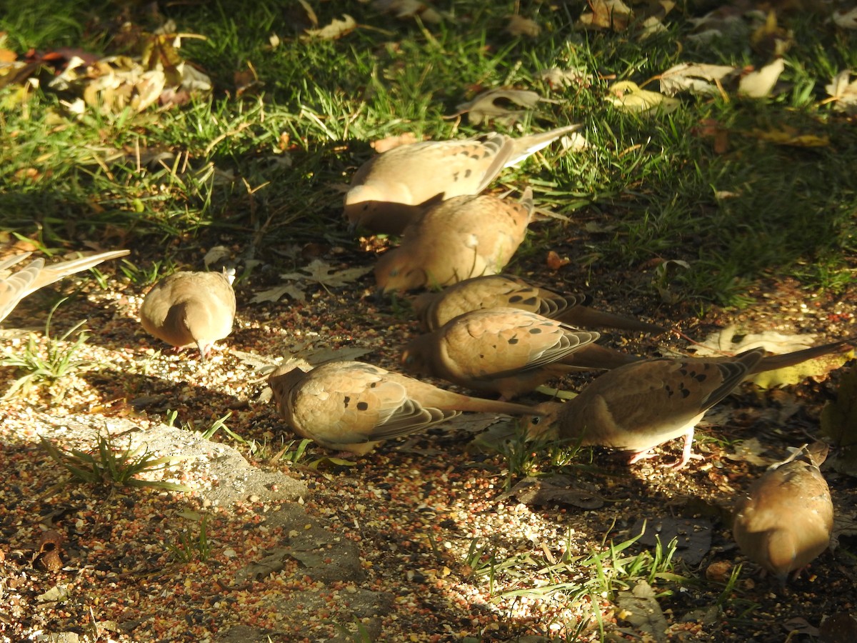 Zenaida arrunta - ML645910050