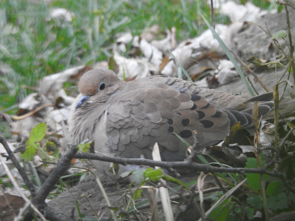 Zenaida arrunta - ML645910051