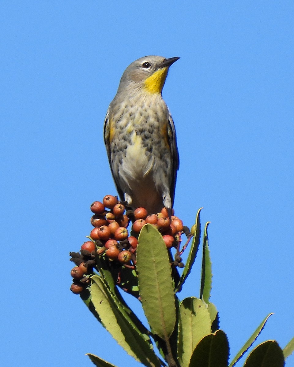 Yellow-rumped Warbler - ML645910053