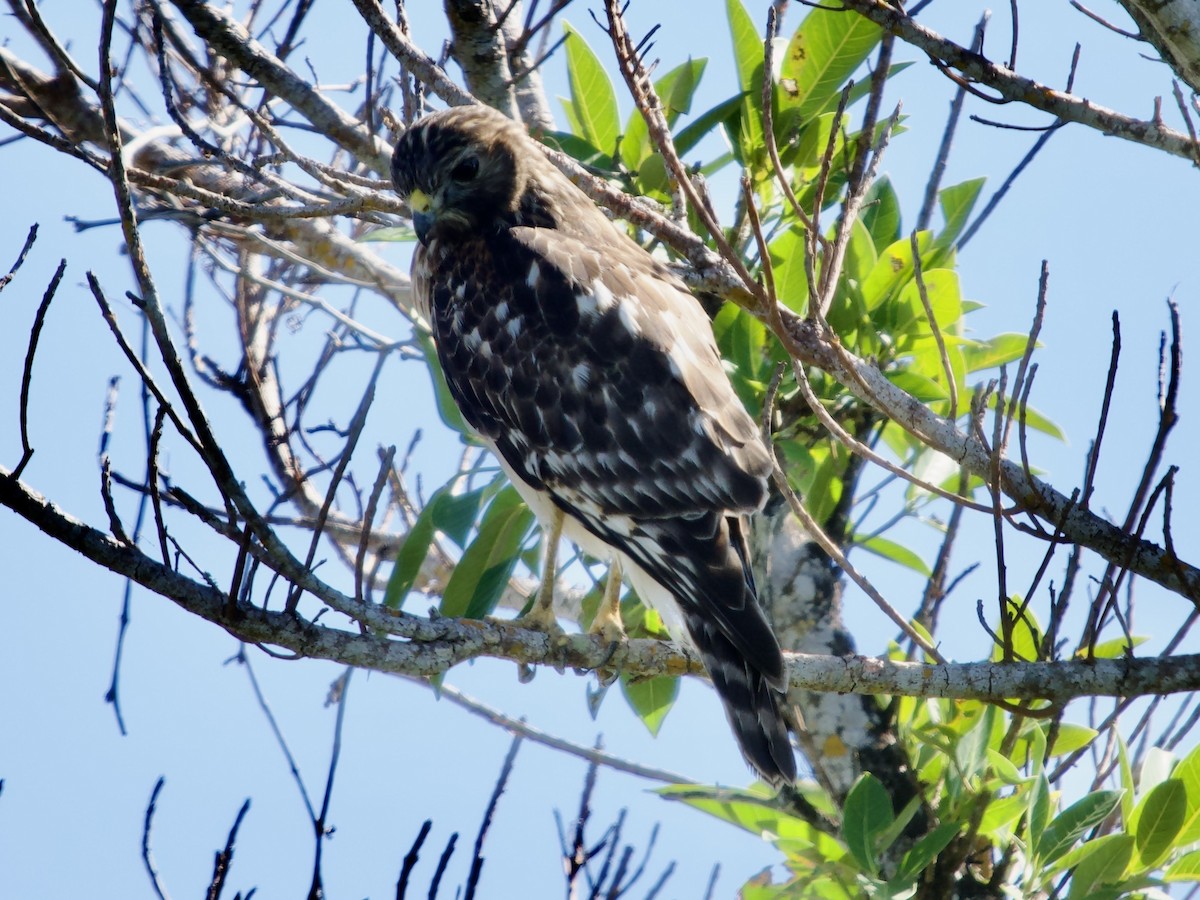 Red-shouldered Hawk - ML645910054