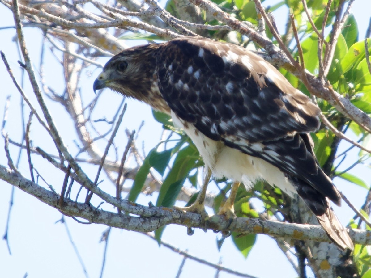 Red-shouldered Hawk - ML645910055