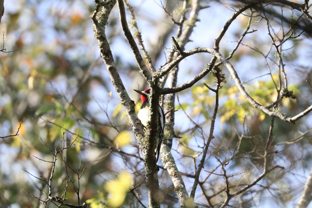 Yellow-bellied Sapsucker - ML645910056