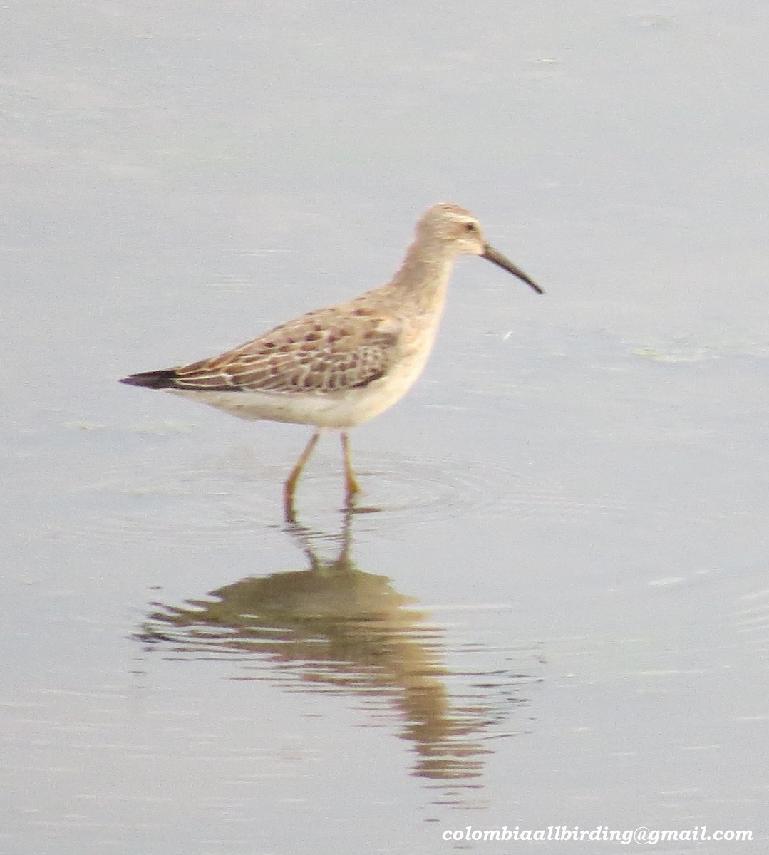 Txirri zankaluzea - ML645910057