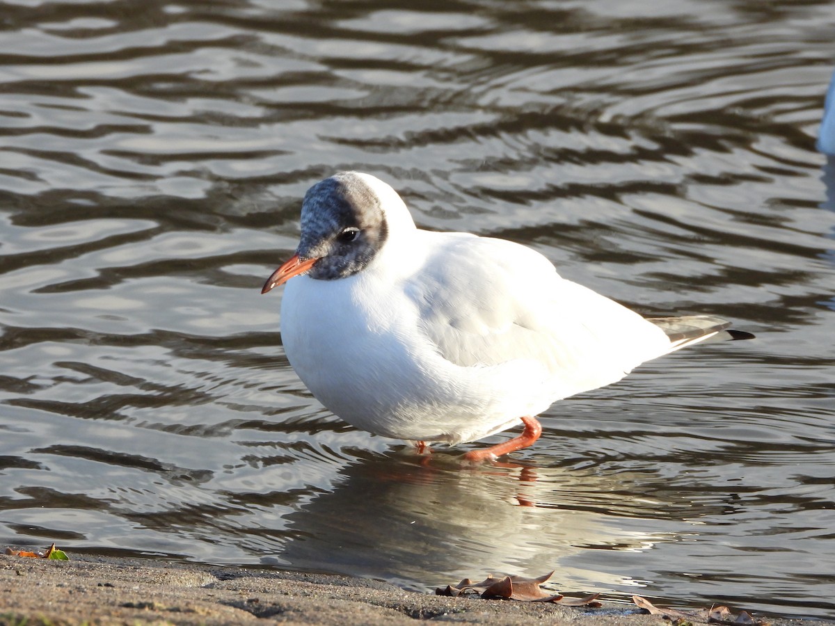 Antxeta mokogorria - ML645910058